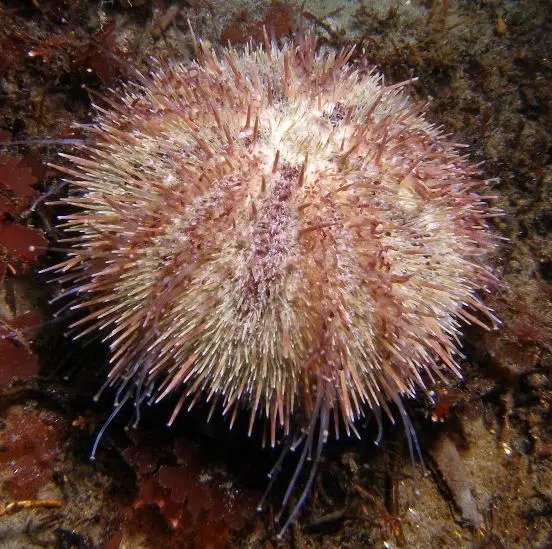 Lillakantet hvid søpindsvin (Centrstephanus sp.)